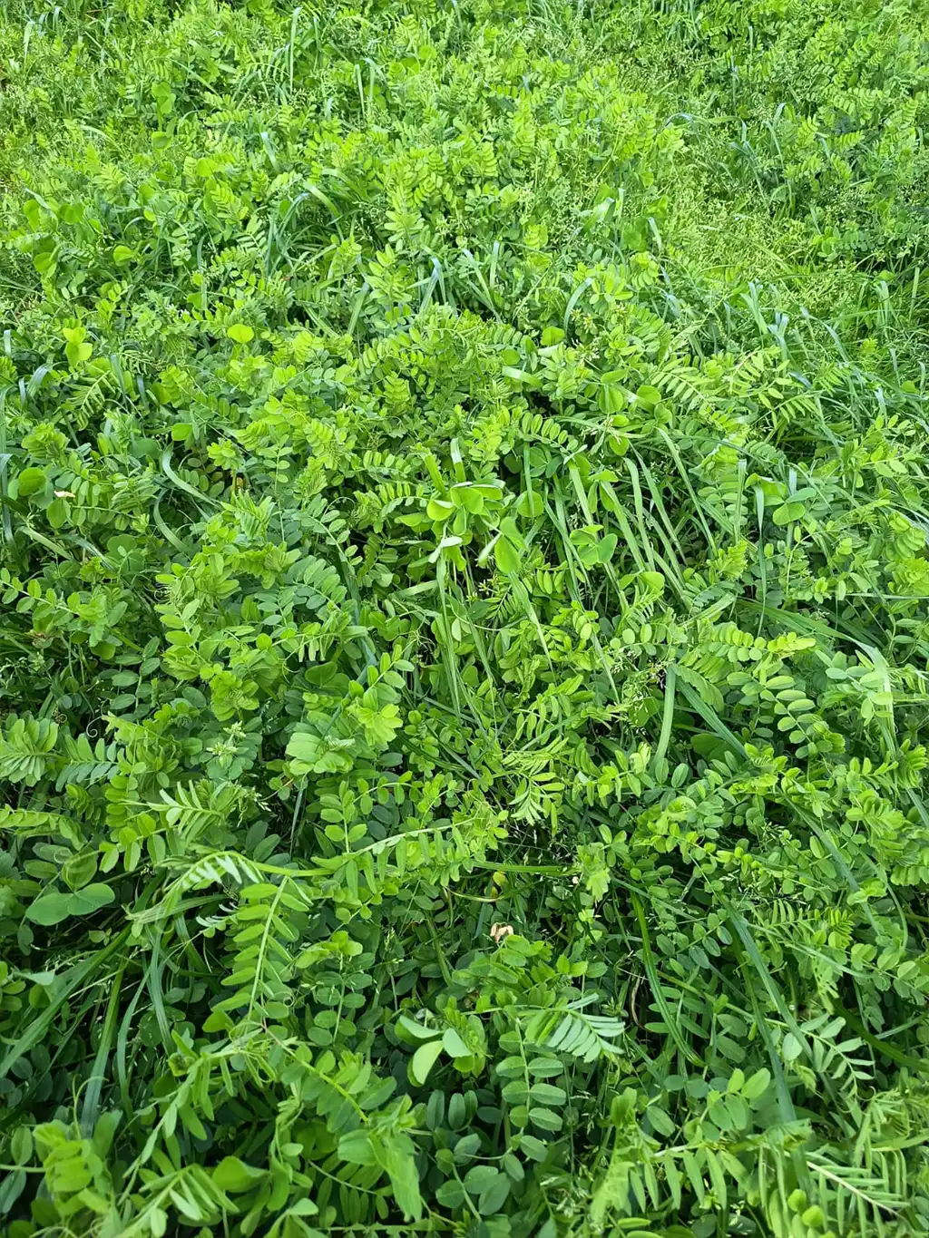 semillas de hierba praderas agricultura