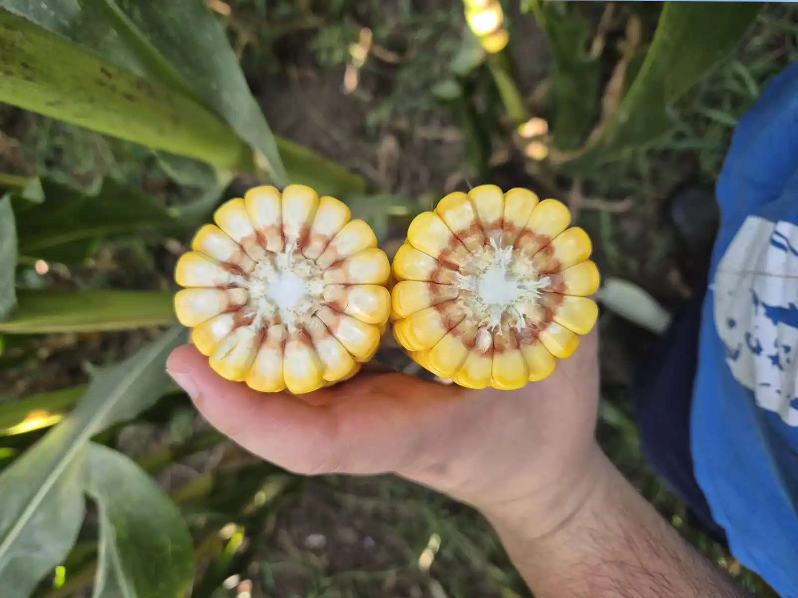 semillas de maiz explotaciones agricolas