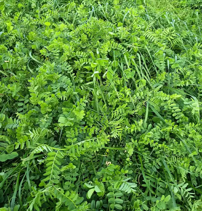 semillas pradera