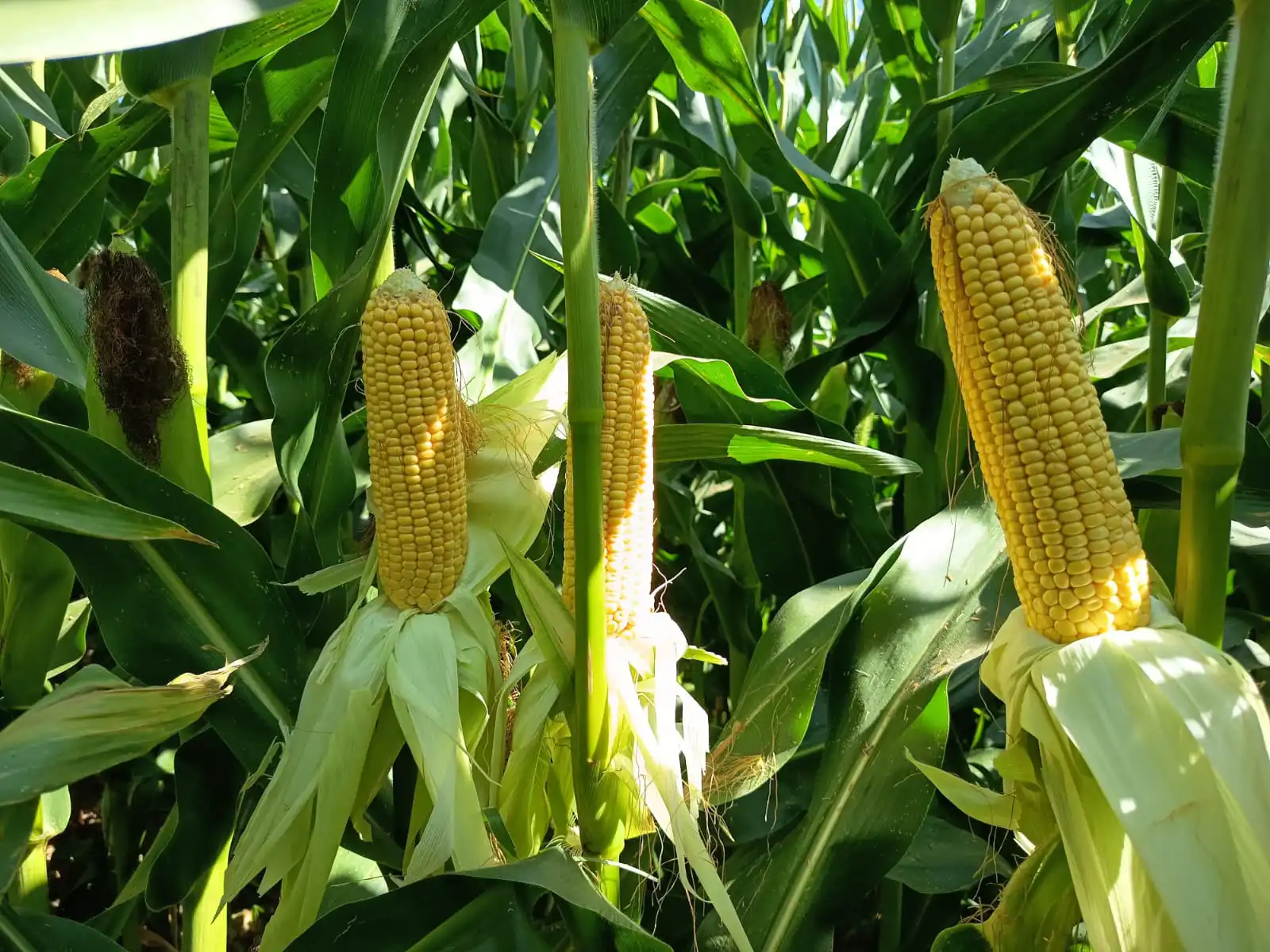 venta por mayor semillas de maiz agricultura